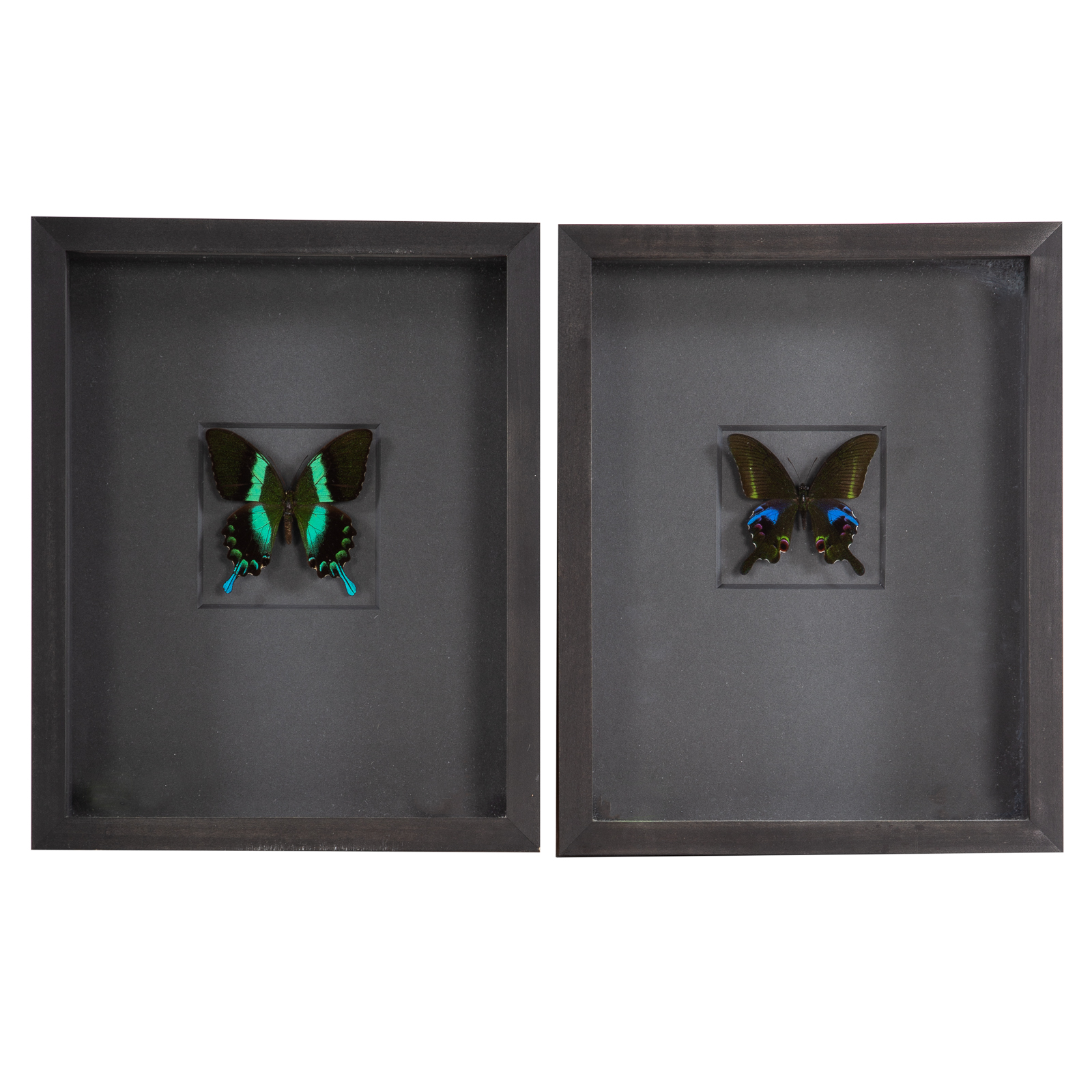 Appraisal: TWO FRAMED BUTTERFLIES Lime Gloss Swallowtail framed size x inches