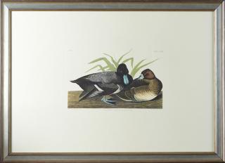 Appraisal: John James Audubon - Scaup Duck No Plate Amsterdam edition