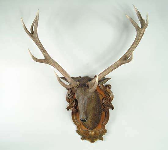 Appraisal: OUTSTANDING TH CENTURY CARVED WOOD STAG HEAD TROPHY MOUNT Large