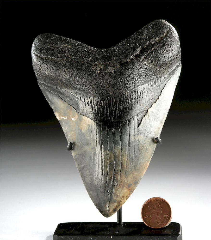 Appraisal: Fine Fossilized Megalodon Tooth Ancient Seas ca million years ago