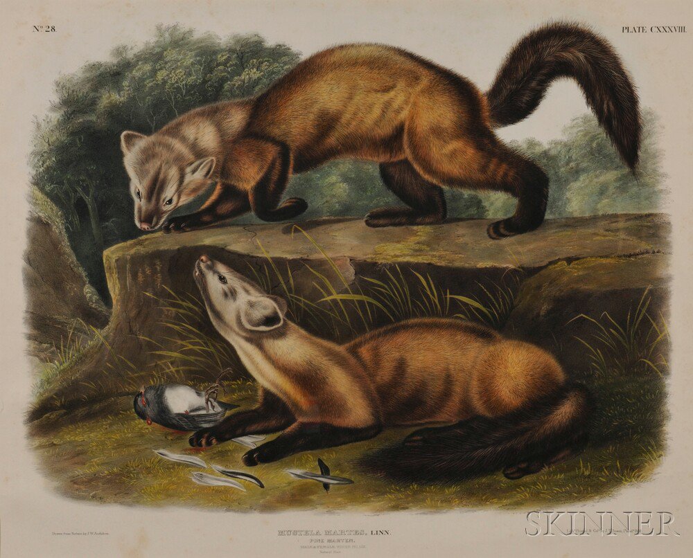 Appraisal: Audubon John James - Pine Marten Plate CXXXVIII from The