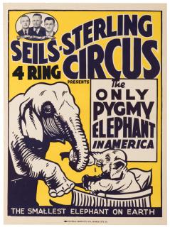 Appraisal: Sells-Sterling Four Ring Circus The Only Pygmy Elephant in America