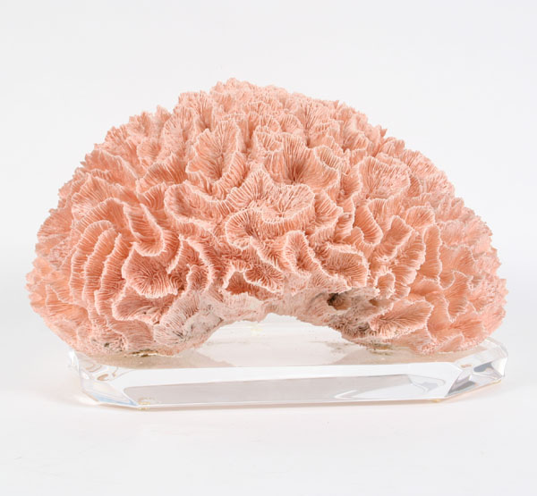 Appraisal: Large natural pink reef coral specimen mounted on lucite base