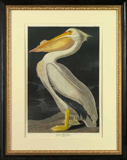 Appraisal: After John James Audubon American - American White Pelican offset