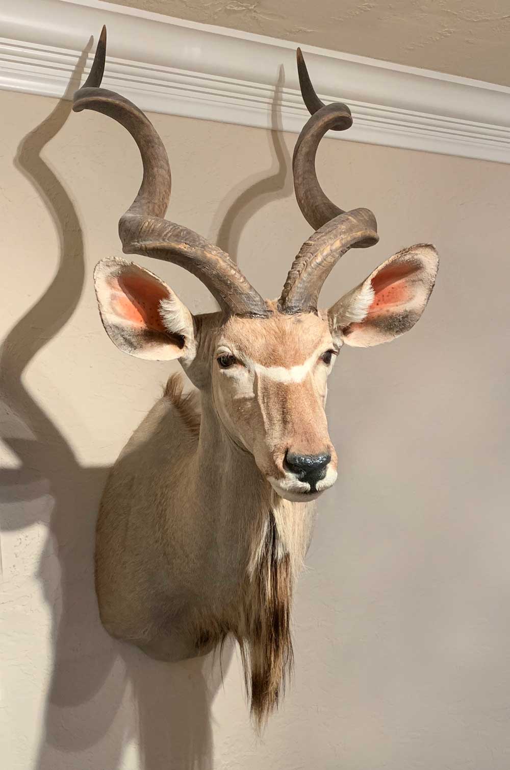 Appraisal: TAXIDERMY KUDU Taxidermy African Kudu Approx '' h x ''