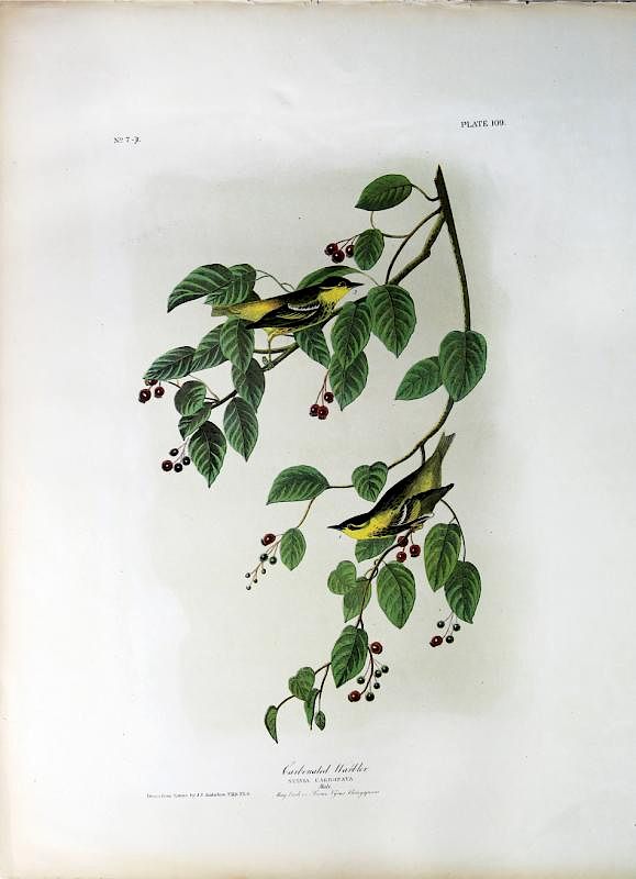 Appraisal: Audubon Bien Chromolithograph Carbonated Warbler Carbonated Warbler Plate John James