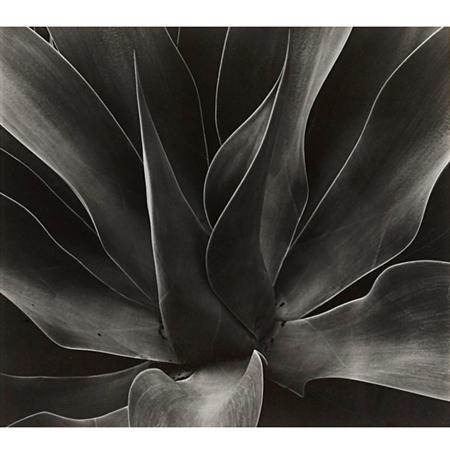 Appraisal: WESTON BRETT - Detail of Agave Estimate -