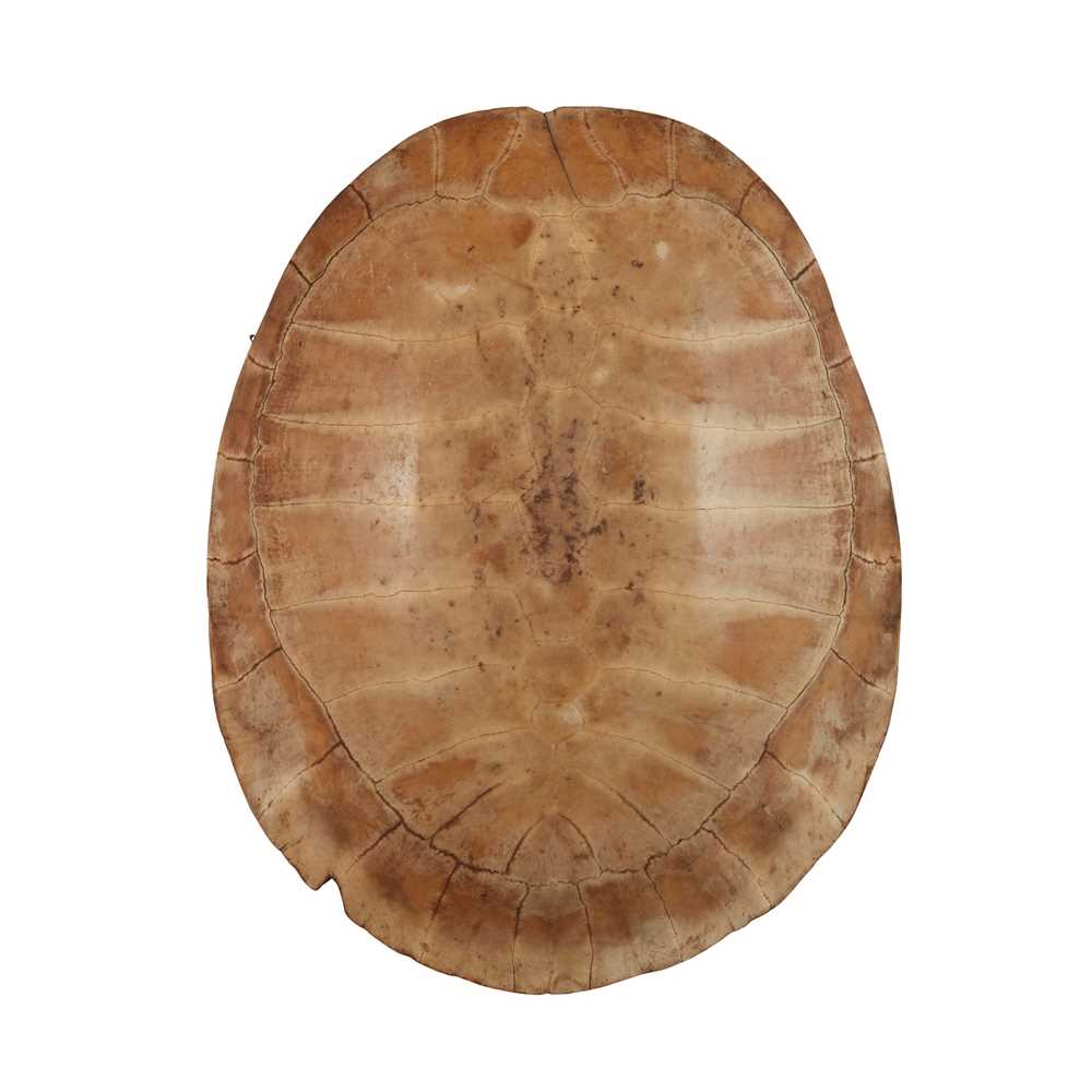 Appraisal: Y ARRAU GIANT SOUTH AMERICAN RIVER TURTLE SHELL TH CENTURY