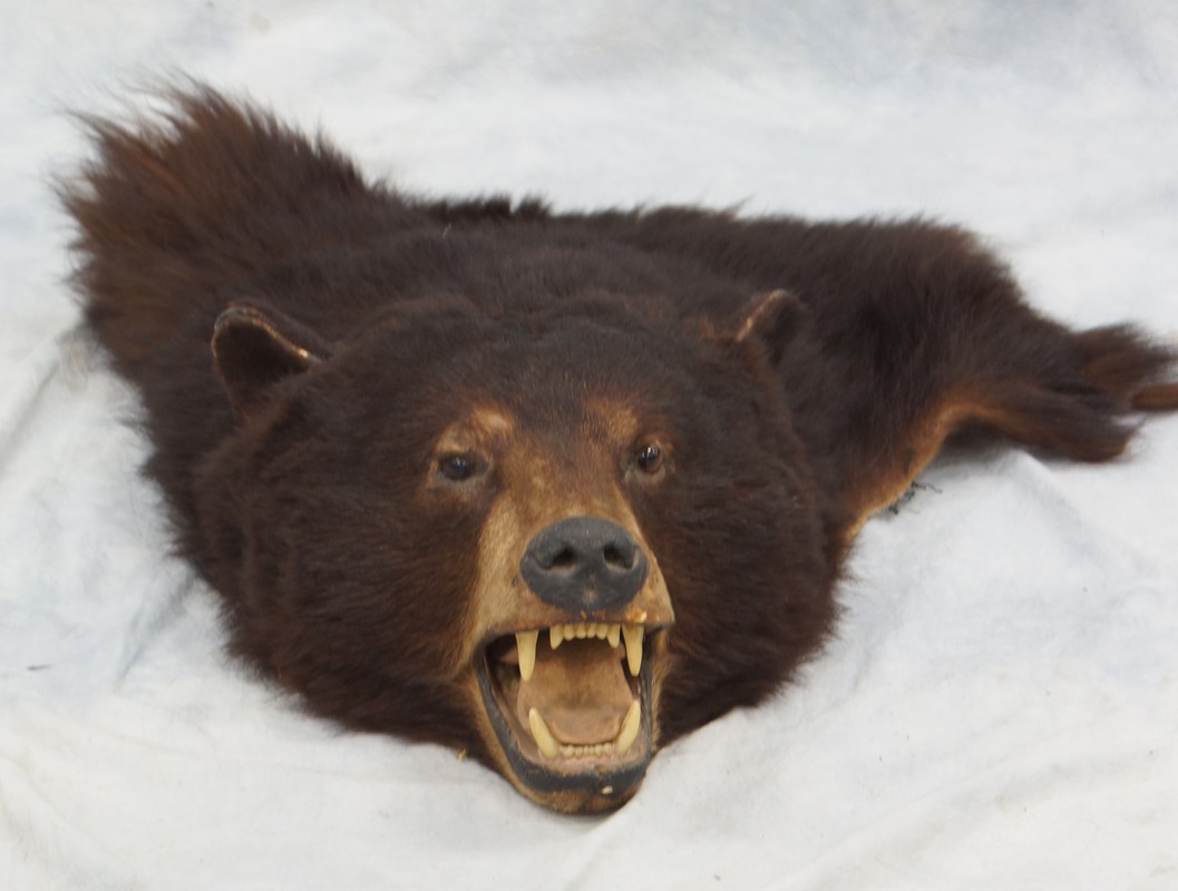 Appraisal: Black bear head mount about long