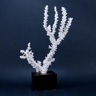 Appraisal: Natural White Coral Specimen on Wood Base Good condition Measures