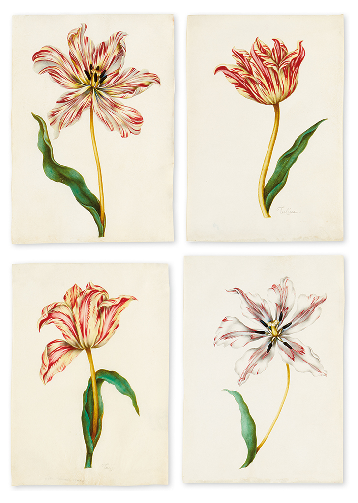 Appraisal: BOTANICAL WATERCOLORS French School possibly of Nicholas Robert Tulips Group