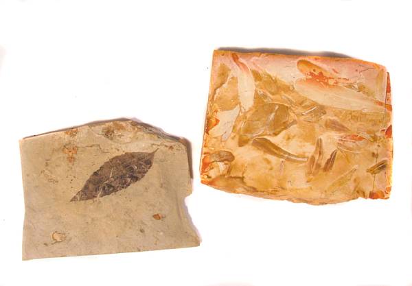 Appraisal: Two Prehistoric Leaf Fossils The first a leaf fossil known