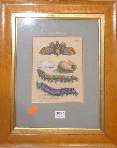 Appraisal: AFTER MARIA SYBILLA MERIAN CHENILLES EXTRAORDINAIRE COLOURED ENGRAVING