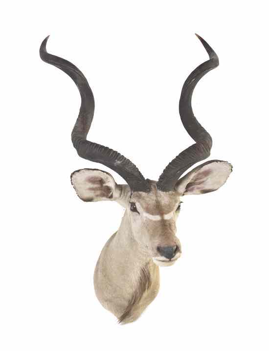 Appraisal: A Taxidermy Greater Kudu Shoulder Mount Height inches