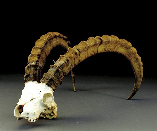 Appraisal: Sable antelope rack and skull specimen H W