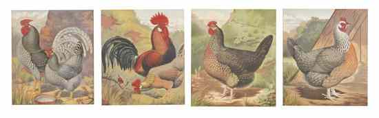 Appraisal: A Set of Four Rooster Prints depicted in naturalistic settings