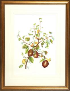 Appraisal: Signed B Gillespie Pyrus Black Worcester depicting a pear branch