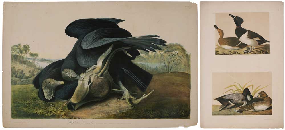 Appraisal: After John James Audubon New York - Two double elephant