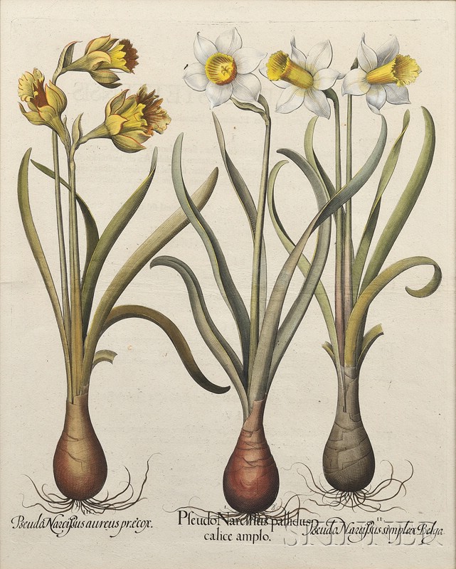 Appraisal: Botanical Illustration Besler Basilius - Two etchings Pseudo Narcillus Pallidus