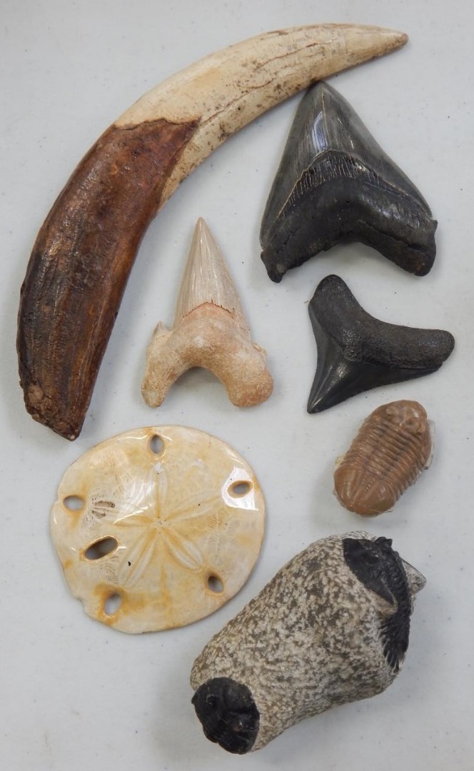 Appraisal: Various fossils to include two sharks teeth discovered in America