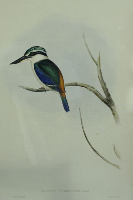 Appraisal: Red-backed Halcyon Halcyon Pyrrhopygia Lithograph by Elizabeth Gould