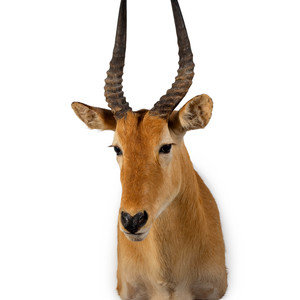 Appraisal: A Shoulder Mount Taxidermy Puku Height inches