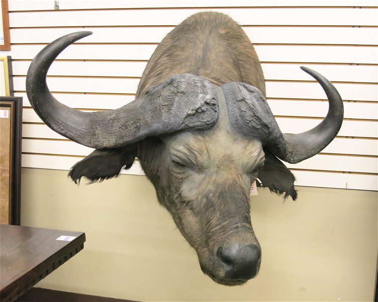 Appraisal: AN AFRICAN CAPE BUFFALO syncerus caffer trophy head taxidermy mount