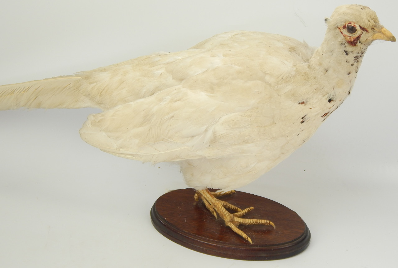 Appraisal: Taxidermy a white pheasant upon a mahogany plinth cm high