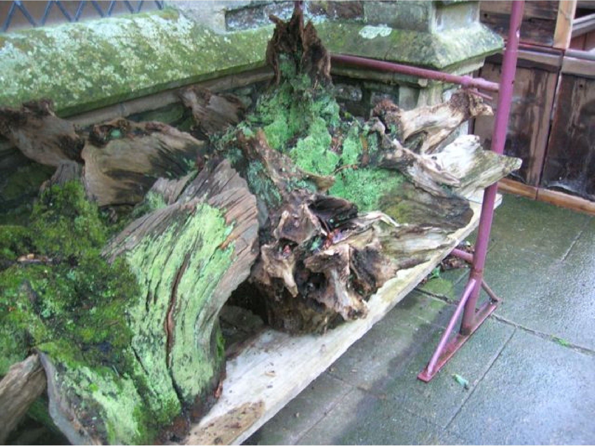 Appraisal: A large tree root stump with shaped outline probably oak