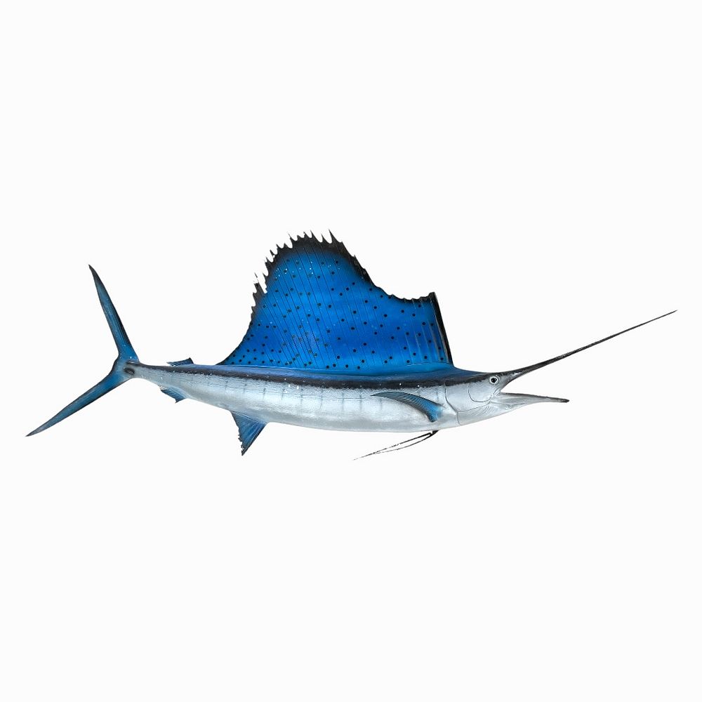 Appraisal: Sailfish Wall Mount Sailfish Wall Mount Measures inches high x