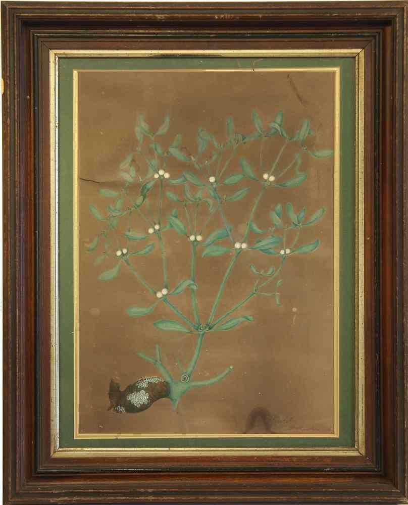 Appraisal: WATERCOLOR GOUACHE - Botanical by William Henry Charlton Newcastle England