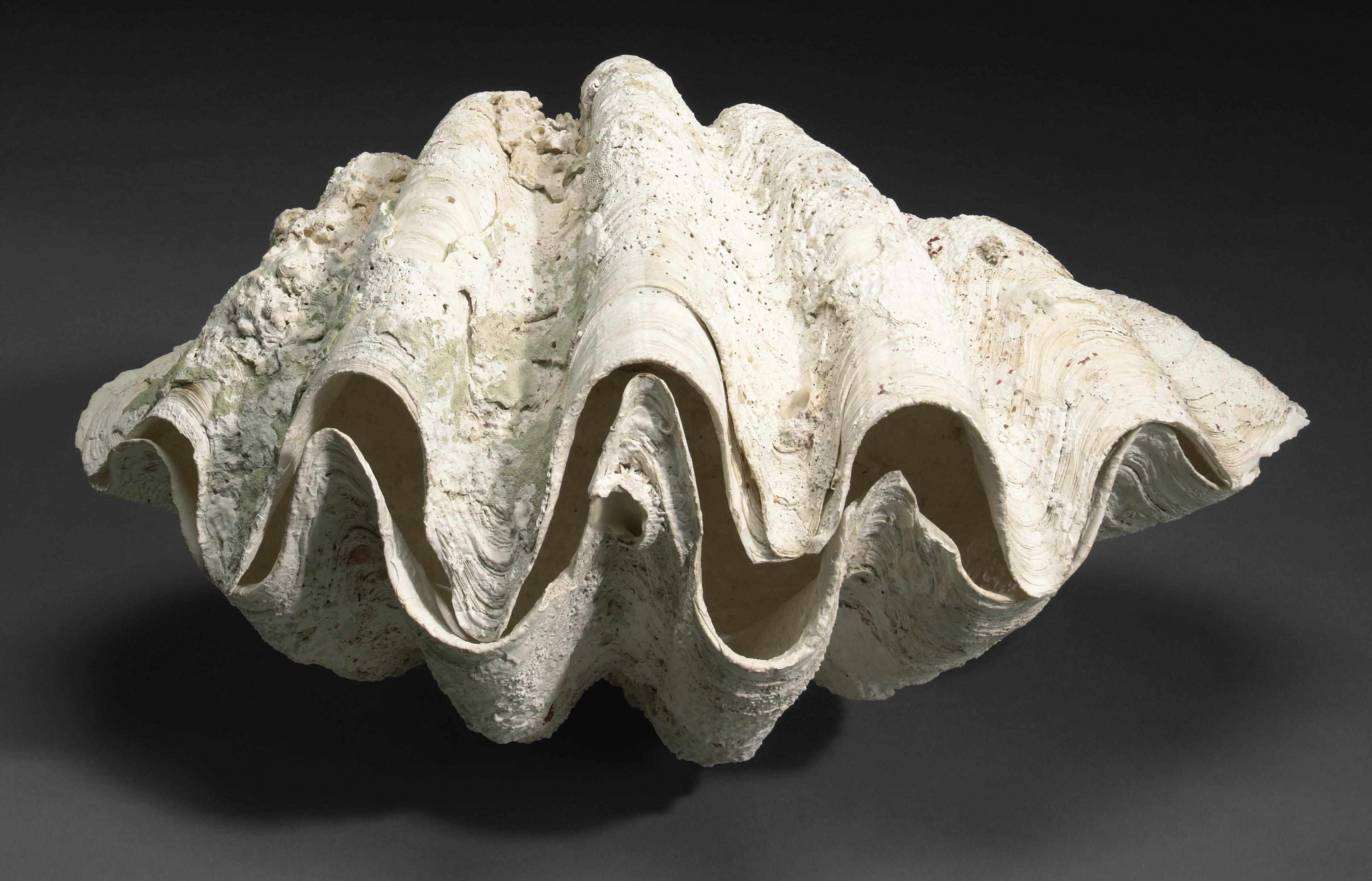 Appraisal: Magnificent Giant Clam Tridacna gigasSoloman IslandsComprising both halves of a