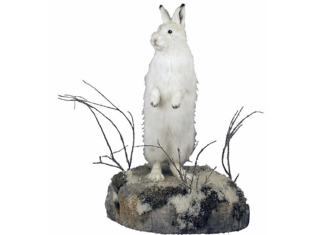 Appraisal: Excellent Tundra snow shoe rabbit full mount on rock Estimate