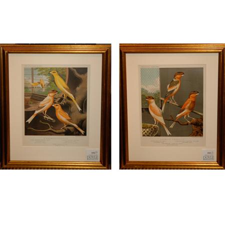 Appraisal: After W Rutledge NORWICH CANARIES CINNAMON CANARIES Two chromolithographs Estimate