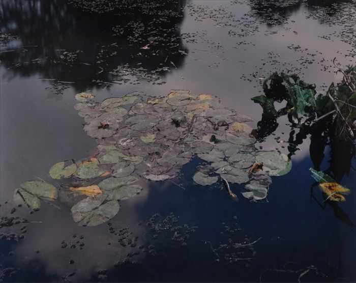 Appraisal: STEPHEN SHORE b GIVERNY WATERLILIES Cibachrome print x in sight