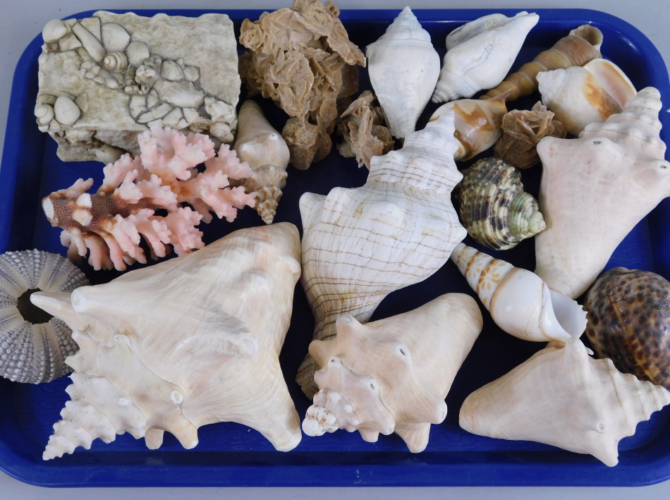 Appraisal: A quantity of shells coral and shell related items to