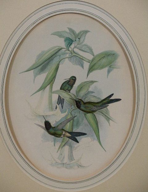 Appraisal: Gould Richter Hand Colored Lithograph titled Heliotrypha Viola Gould in