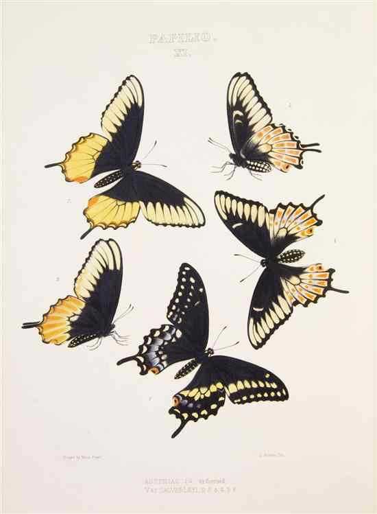 Appraisal: BUTTERFLIES EDWARDS WILLIAM H The Butterflies of North America Volume