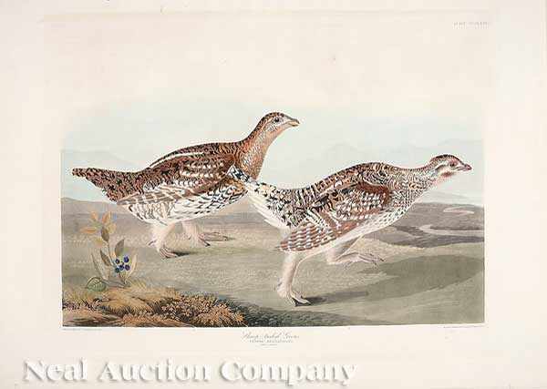 Appraisal: John James Audubon American - Sharp-Tailed Grouse plate hand-colored aquatint